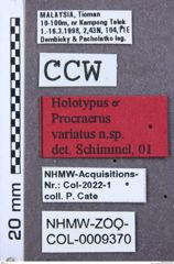 Etikett zu Megapenthes jizuensis (Schimmel, 2004)